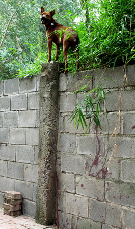 Tháng 7-2007 tại TP.HCM, hồi chuông cảnh báo về họa tuyệt chủng của chó Phú Quốc lại được gióng lên từ cuộc hội thảo chuyên đề về giống chó này: chỉ còn khoảng 1% chó Phú Quốc thuần chủng, số còn lại đã bị lai tạp các giống khác!